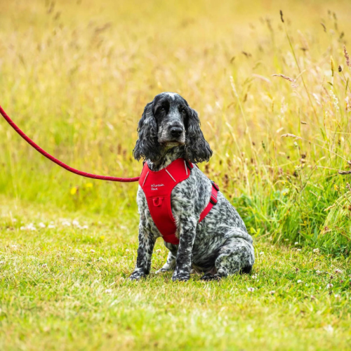 Suņu pavada Mountain Paws virvju šķēleļa palaidnīca