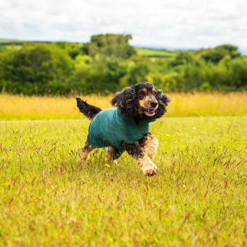 Kalnu Paws Sunu halāts
