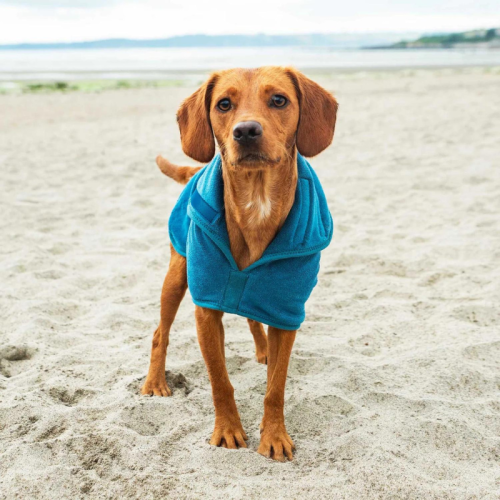 Kalnu Paws Sunu halāts