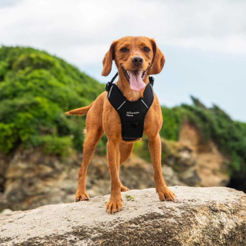 Kalnu taureņa suņa pavadonis