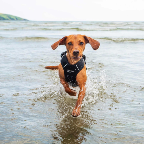 Kalnu taureņa suņa pavadonis