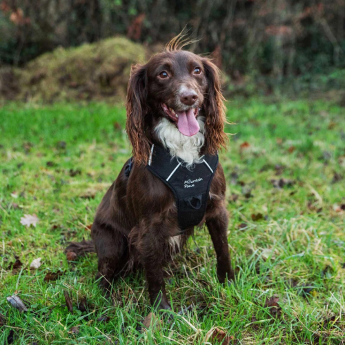 Kalnu taureņa suņa pavadonis