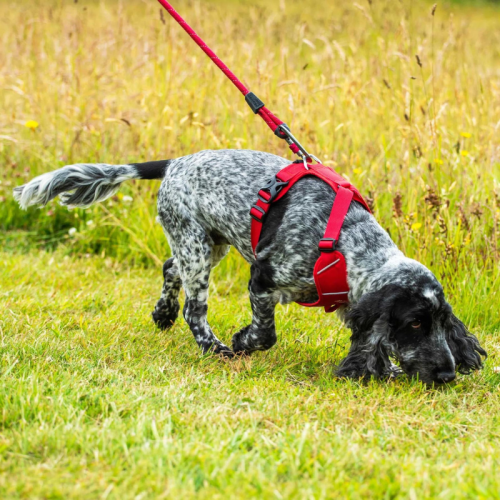 Kalnu taureņa suņa pavadonis