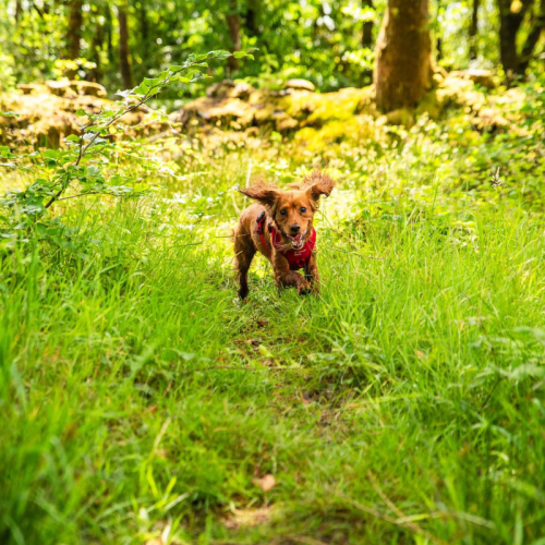 Kalnu taureņa suņa pavadonis