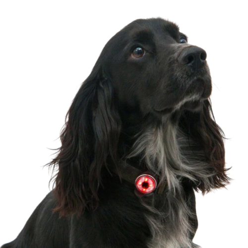 Dzīvnieku lukturis Mountain Paws Dog Safety Light 2 gabali