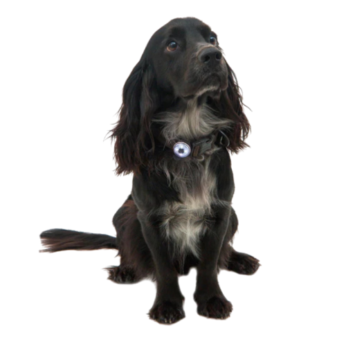 Dzīvnieku lukturis Mountain Paws Dog Safety Light 2 gabali